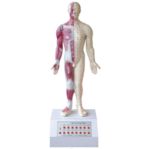 Fourteen meridians acupuncture and moxibustion electric model with voice prompt